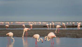 Walvis Bay