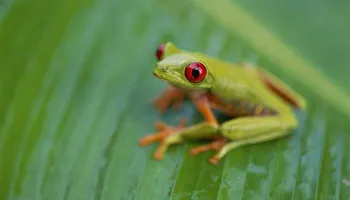 États-Unis, Curaçao, Colombie, Panama, Costa Rica