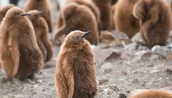 Expédition en Antarctique, aux Iles Malouines et en Géorgie du Sud