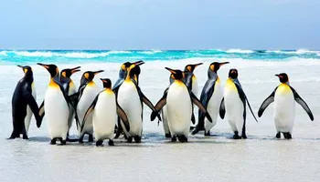 Expédition en Antarctique, aux Iles Malouines et en Géorgie du Sud