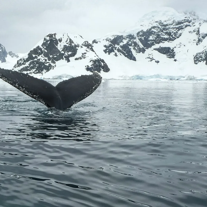 Antarctic peninsula