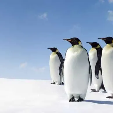 Navigation en Péninsule Antarctique