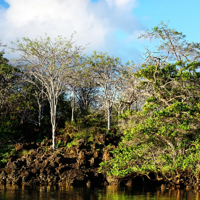 Elizabeth bay (isabela)