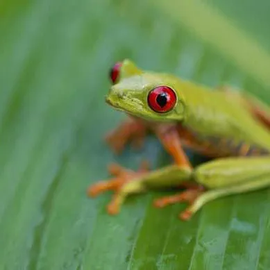 Colon, Panama