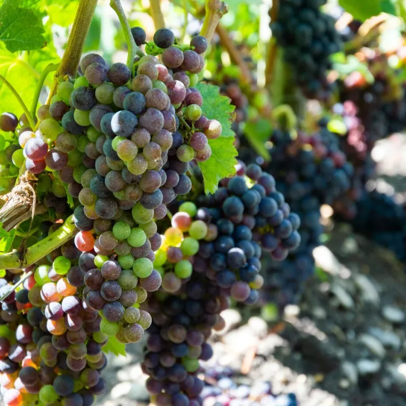Cussac-fort-medoc