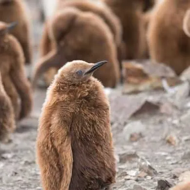 South georgia