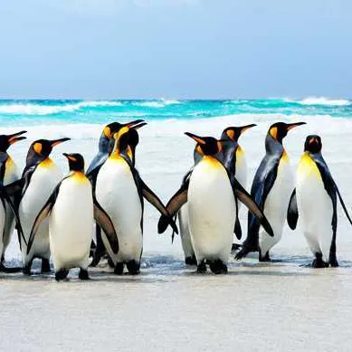 Iles Malouines