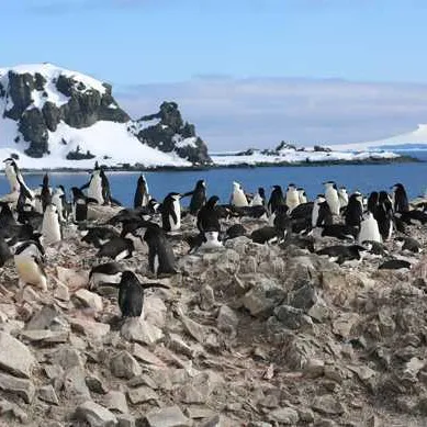 Iles Shetland Du Sud
