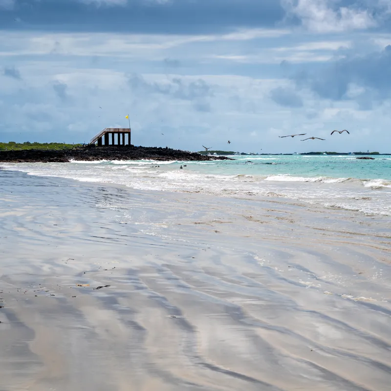 Caleta tagus (isabela)
