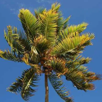 Jost van dyke