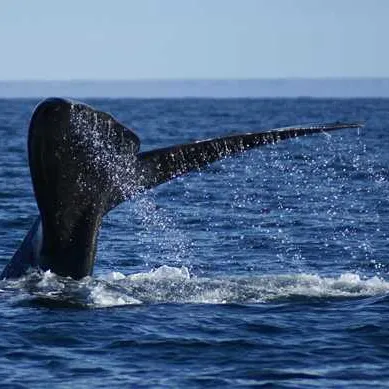 Puerto madryn, Argentine