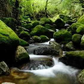 Yakushima