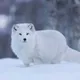 Cercle Polaire Antarctique