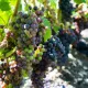 Cussac-fort-medoc