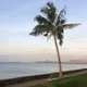 Lautoka