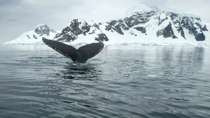 Antarctique