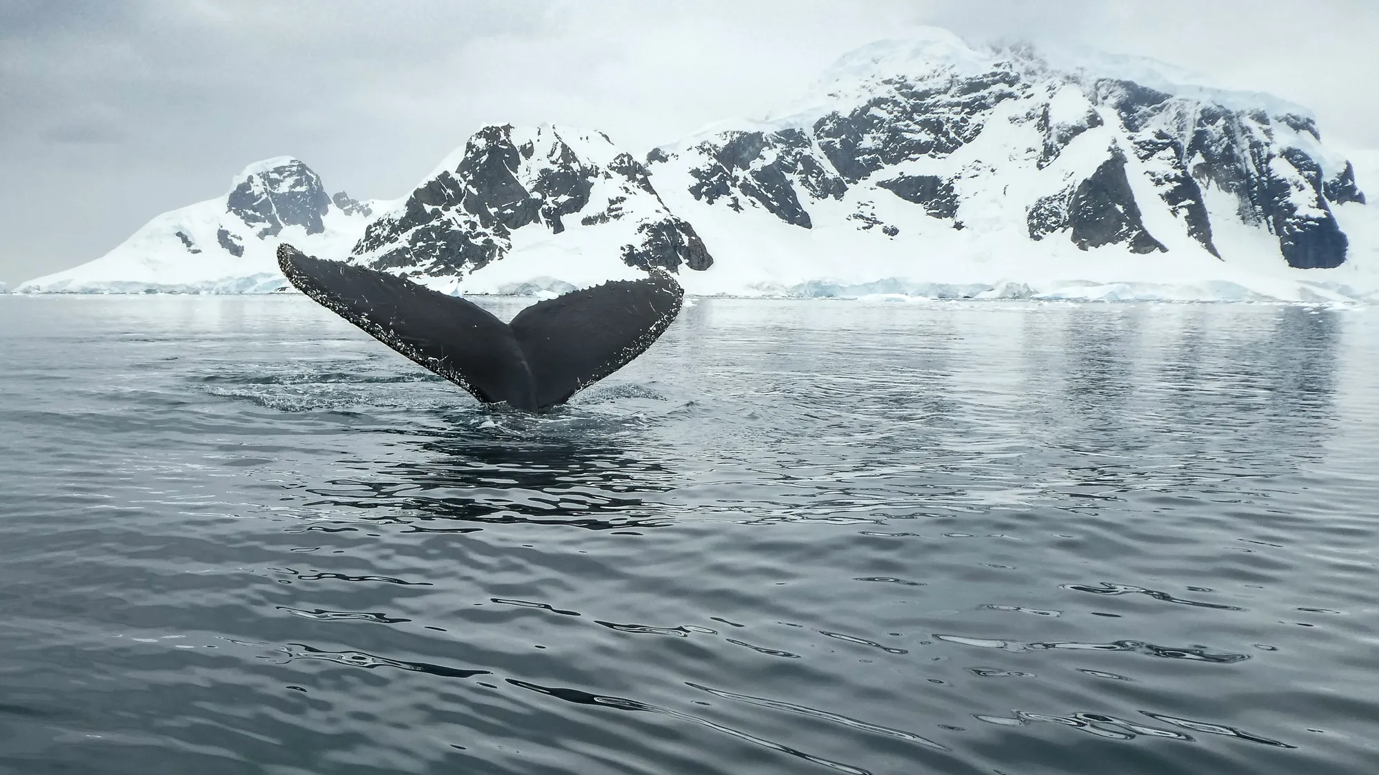 Antarctique