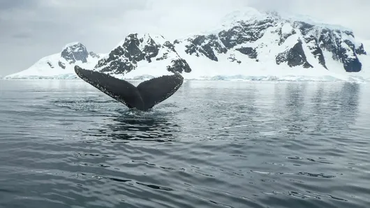 Antarctique