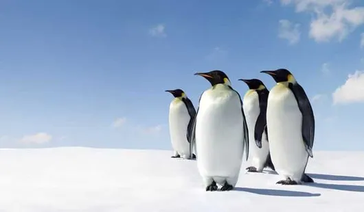Navigation en Péninsule Antarctique