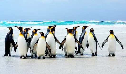 Iles Malouines