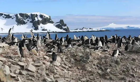 Iles Shetland Du Sud