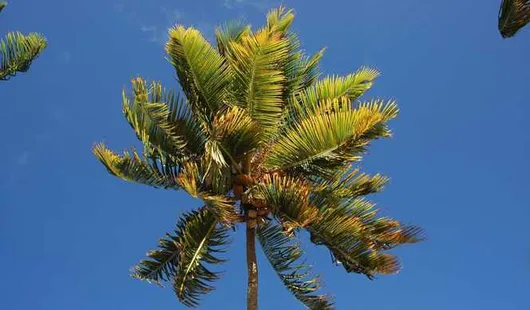 Jost van dyke