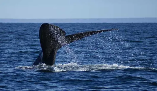 Puerto madryn, Argentine