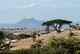 Afrique