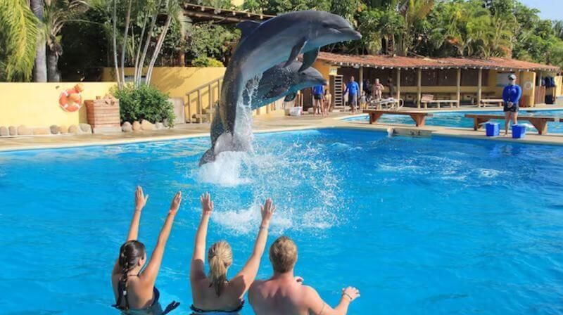 Expérience Mexique croisière disney dauphin