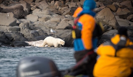 croisiere spitzberg arctique ours polaire