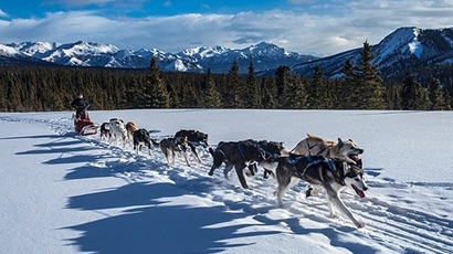 balade en alaska avec des chiens de traineau