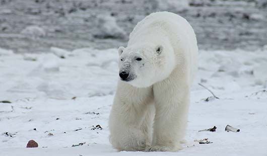 Une croisière en Norvège pour observer les ours polaires