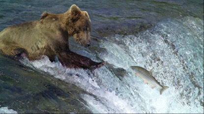 ours chassant le saumon en alaska