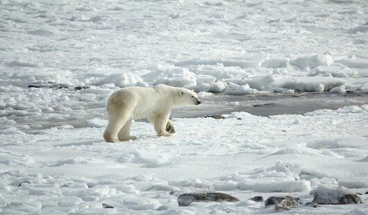 Les ours polaires peuvent être observés au cours d’une croisière Groenland