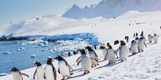 faune arctique et antarctique