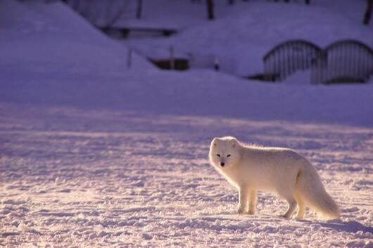 loup blanc et renard arctique croisière expédition