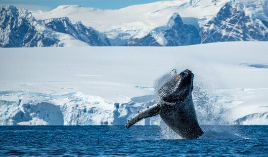 Le fameux saut d’une baleine à bosse en Antarctique