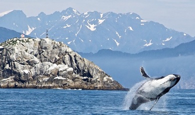 baleine a bosse dans les eaux d'alaska