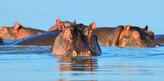 La Guiné-Bissau hippopotame